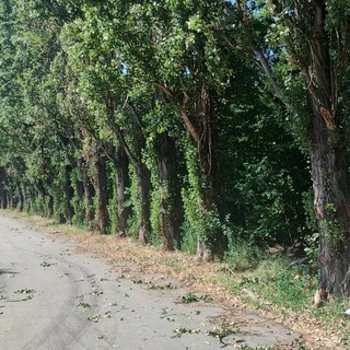 Abbattimento dei pioppi a Montà, le associazioni chiedono al Comune un tavolo per salvarli: "Madre terra ci ringrazierà"