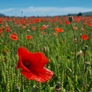Profondo rosso: lo spettacolo dei papaveri nel Roero