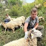 L'operazione di salvataggio del gregge caduto nel dirupo a Prato Nevoso, Comune di Frabosa Sottana