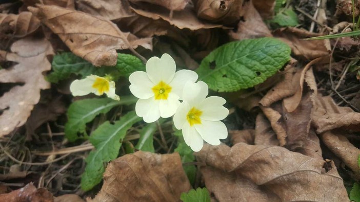 Sbocciano le primule in Langa, la primavera si avvicina