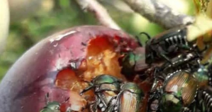 Popillia japonica, Coldiretti Cuneo sollecita la Regione: "Urgente individuare nuovi metodi di lotta" Popillia japonica, Coldiretti Cuneo sollecita la Regione: "Urgente individuare nuovi metodi di lotta"