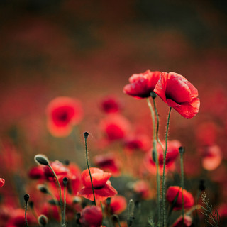 Farinél/ "Perduto è tutto il tempo che in amar non si spende"