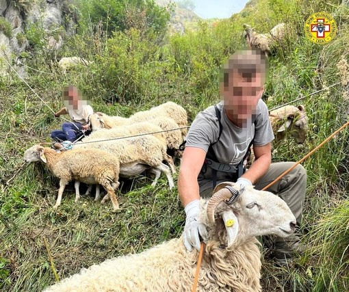 L'operazione di salvataggio del gregge caduto nel dirupo a Prato Nevoso, Comune di Frabosa Sottana