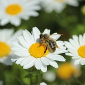 Ceresole d'Alba, attivato il "Progetto Ad…agio: passi nella natura": eccome come aderire