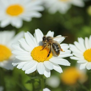 Ceresole d'Alba, attivato il "Progetto Ad…agio: passi nella natura": eccome come aderire