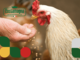Polli da allevamento: la ricerca della sostenibilità nell'industria avicola