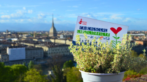 "Fai crescere la solidarietà": a Cuneo e Torino l’associazione LVIA torna nelle piazze con le piantine aromatiche solidali per il Diritto all’acqua in Africa