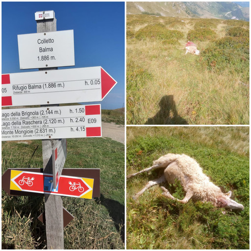 Tre pecore morte sui sentieri di Prato Nevoso: &quot;Opera dei lupi, ne sono praticamente certo&quot;