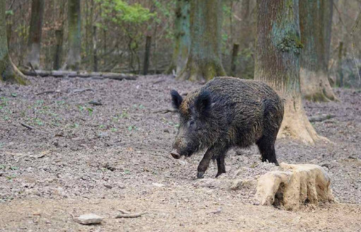 Peste Suina Africana, nessun nuovo caso in Piemonte: in Granda le positività restano 10