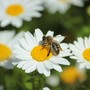 Ceresole d'Alba, attivato il "Progetto Ad…agio: passi nella natura": eccome come aderire