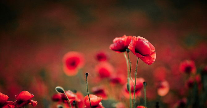 Farinél/ "Perduto è tutto il tempo che in amar non si spende"