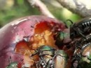 Popillia japonica, Coldiretti Cuneo sollecita la Regione: "Urgente individuare nuovi metodi di lotta" Popillia japonica, Coldiretti Cuneo sollecita la Regione: "Urgente individuare nuovi metodi di lotta"