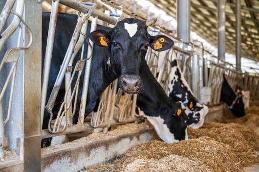 Dal latte dei soci al territorio: la filiera corta di Piemonte Latte