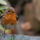 È arrivato dicembre e anche il pettirosso, protagonista di una leggenda di Natale