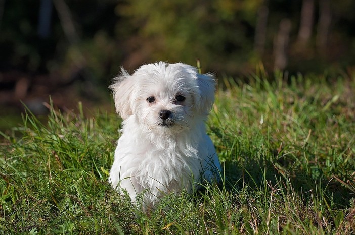 Recinti per cani: soluzioni e norme