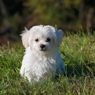 Recinti per cani: soluzioni e norme