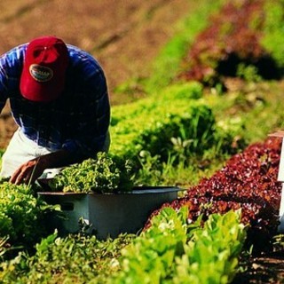Migranti, Coldiretti Cuneo: "Bene Bankitalia su semplificazione accesso conti correnti per i lavoratori stranieri"