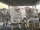 Bovini piemontesi di Sottorazza Albese