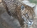 Regina il giaguaro da record del Parco Safari delle Langhe è tornata in piena forma, ecco il video [VIDEO]