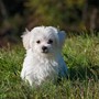 Recinti per cani: soluzioni e norme