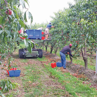 Al via la raccolta frutta: il Piemonte apre il bando per l'accoglienza temporanea degli stagionali