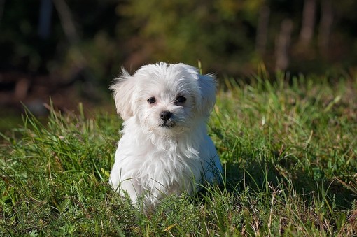 Recinti per cani: soluzioni e norme