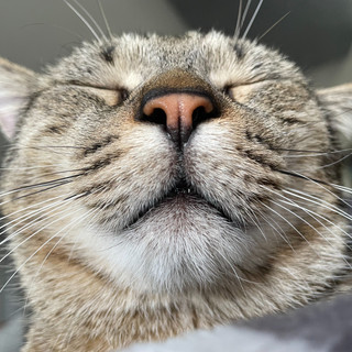 QUATTROZAMPE / Arrivano le festività, ma l'adozione di un animale deve essere sempre consapevole