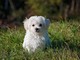 Recinti per cani: soluzioni e norme