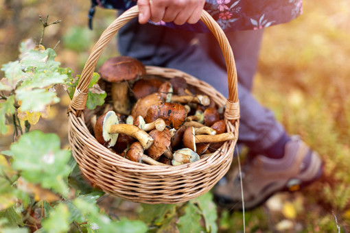 Boom di funghi nelle vallate del Cuneese: + 20% di porcini, gallinacci e mazze di tamburo