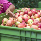 Ortofrutta, Coldiretti cuneo: le eccellenze della Granda in mostra a San Rocco Castagnaretta