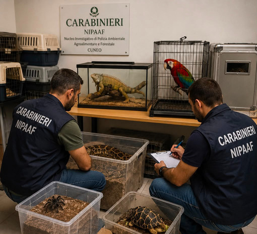 Carabinieri forestali, Usic: “Sequestrati animali esotici e protetti. Plauso ai colleghi del Nipaaf di Cuneo” Carabinieri forestali, Usic: “Sequestrati animali esotici e protetti. Plauso ai colleghi del Nipaaf di Cuneo”