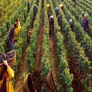 Stagionali nelle Langhe, il direttore della Caritas albese don Degiorgis: “Dietro i numeri ci sono persone che chiedono una speranza”