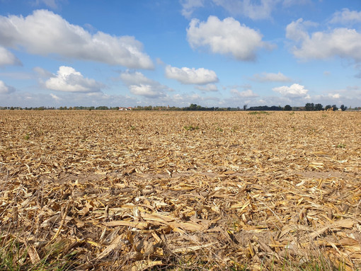 Siccità, allarme nel Cuneese, Coldiretti: "Comparto a rischio, occorre riconoscere lo stato di calamità naturale" Siccità, allarme nel Cuneese, Coldiretti: "Comparto a rischio, occorre riconoscere lo stato di calamità naturale"