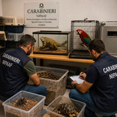 Carabinieri forestali, Usic: “Sequestrati animali esotici e protetti. Plauso ai colleghi del Nipaaf di Cuneo” Carabinieri forestali, Usic: “Sequestrati animali esotici e protetti. Plauso ai colleghi del Nipaaf di Cuneo”