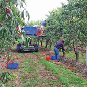 Sfruttamento lavorativo in agricoltura, c'è il documento conclusivo del gruppo di lavoro in Commissione Legalità