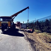 Rimorchio carico di maiali si ribalta a Lagnasco: morti dieci animali