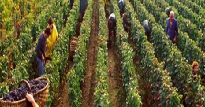 Stagionali nelle Langhe, il direttore della Caritas albese don Degiorgis: “Dietro i numeri ci sono persone che chiedono una speranza” Stagionali nelle Langhe, il direttore della Caritas albese don Degiorgis: “Dietro i numeri ci sono persone che chiedono una speranza”