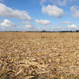 Siccità, allarme nel Cuneese, Coldiretti: "Comparto a rischio, occorre riconoscere lo stato di calamità naturale" Siccità, allarme nel Cuneese, Coldiretti: "Comparto a rischio, occorre riconoscere lo stato di calamità naturale"