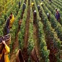 Stagionali nelle Langhe, il direttore della Caritas albese don Degiorgis: “Dietro i numeri ci sono persone che chiedono una speranza” Stagionali nelle Langhe, il direttore della Caritas albese don Degiorgis: “Dietro i numeri ci sono persone che chiedono una speranza”