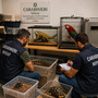 Carabinieri forestali, Usic: “Sequestrati animali esotici e protetti. Plauso ai colleghi del Nipaaf di Cuneo” Carabinieri forestali, Usic: “Sequestrati animali esotici e protetti. Plauso ai colleghi del Nipaaf di Cuneo”