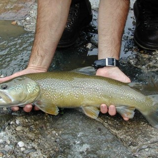 Stagione piscatoria 2026, la Provincia autorizza 15 immissioni per un totale di 7.679 kg di trote iridee sterili Stagione piscatoria 2026, la Provincia autorizza 15 immissioni per un totale di 7.679 kg di trote iridee sterili