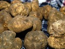 Tartufi, immagine di repertorio