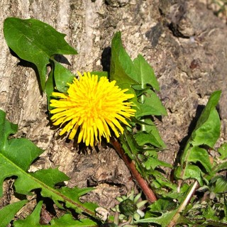 Tarassaco protagonista a Cortemilia: erbe spontanee tra lettura e fornelli Tarassaco protagonista a Cortemilia: erbe spontanee tra lettura e fornelli