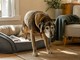 Tutto quello che devi sapere su Confis Ultra: l'integratore a supporto del metabolismo articolare del cane Tutto quello che devi sapere su Confis Ultra: l'integratore a supporto del metabolismo articolare del cane