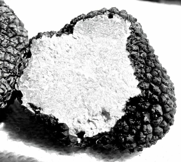 Fiera del Tartufo di Alba: turismo enogastronomico e opportunità per chi affitta casa Fiera del Tartufo di Alba: turismo enogastronomico e opportunità per chi affitta casa