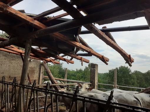 I danni a un allevamento di Monteu Roero, dopo la tromba d'aria di ieri