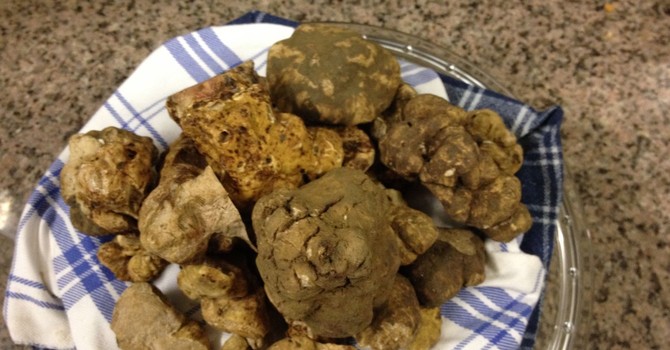 Tartufi, la Regione Piemonte apre alla proroga per il censimento delle piante tartufigene Tartufi, la Regione Piemonte apre alla proroga per il censimento delle piante tartufigene