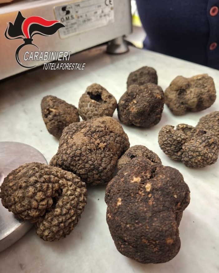 Tartufi in vendita fuori periodo, sequestro e sanzione ad Asti
