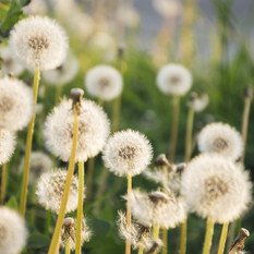 Fine settimana pienamente primaverile e massime tra 22 e 26 gradi