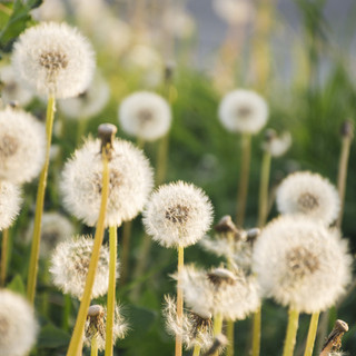 Fine settimana pienamente primaverile e massime tra 22 e 26 gradi